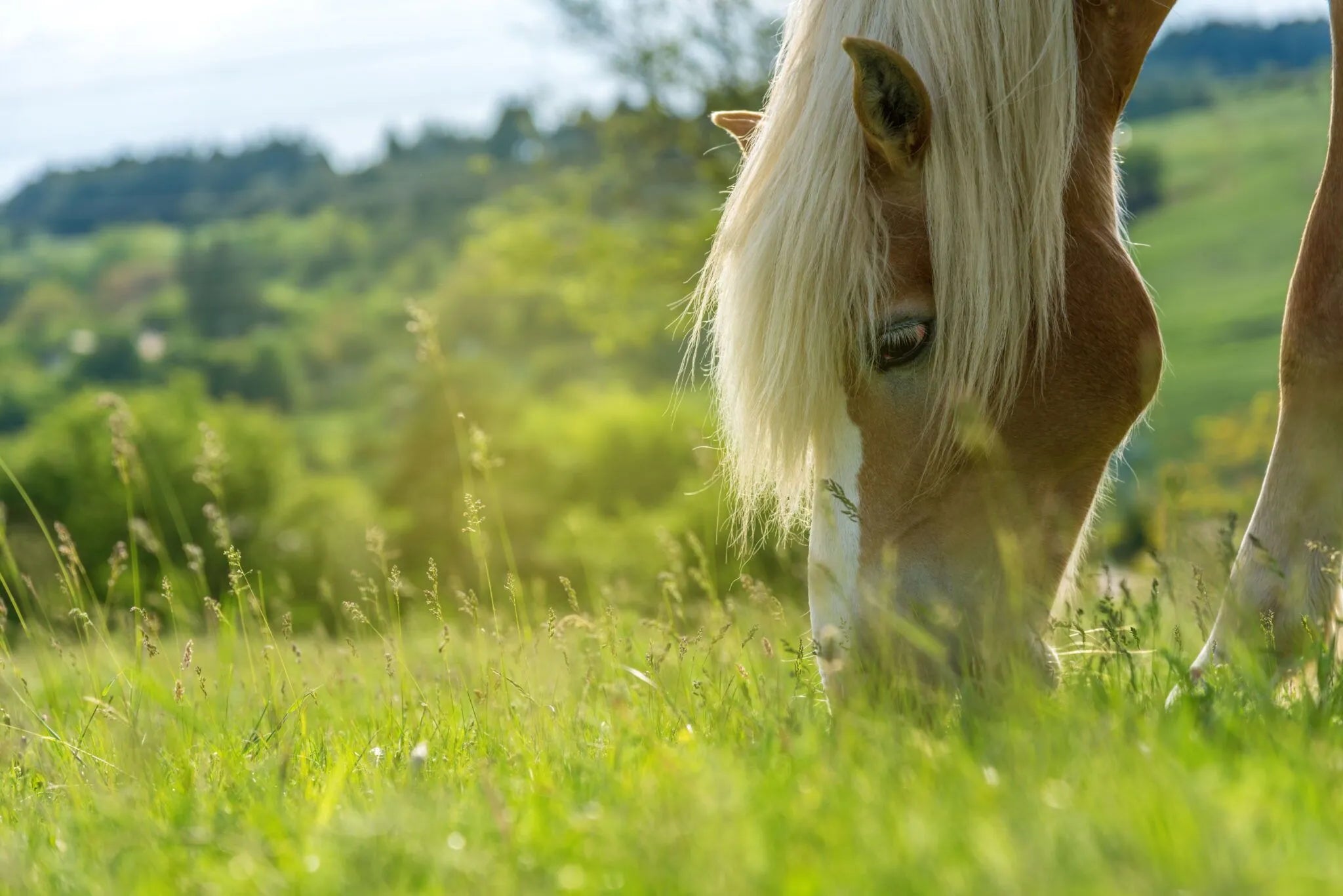 Is your horse getting enough vitamins and minerals?