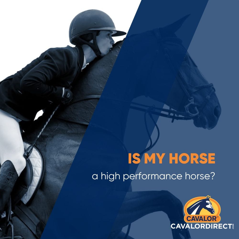 Is my Horse a High Performance Horse?