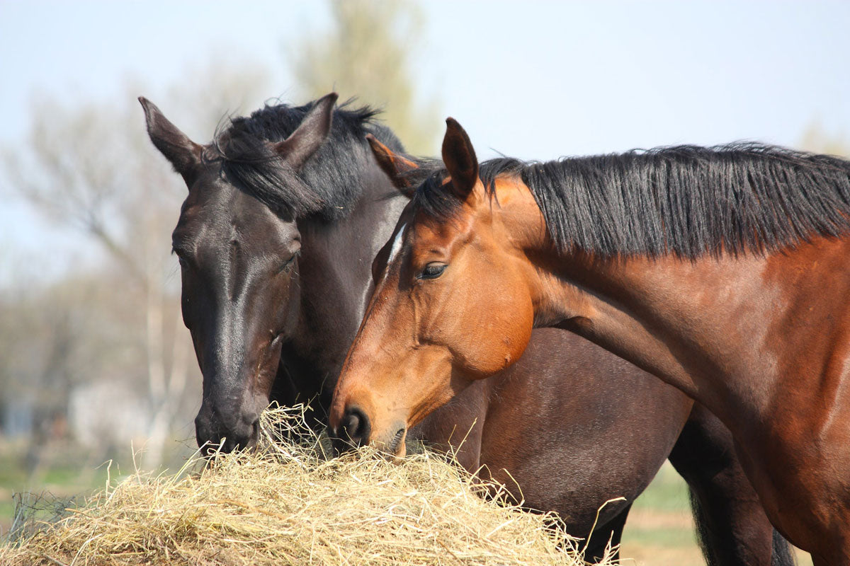 Is your horse getting enough vitamins and minerals?