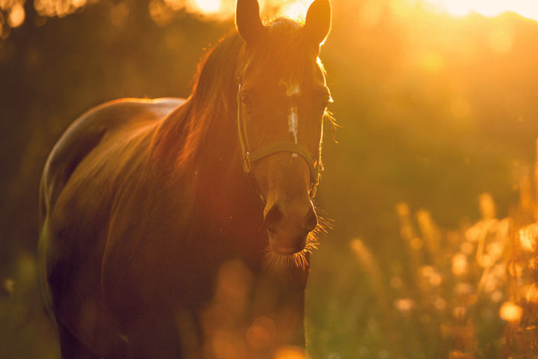 What you should know about horses and sugar