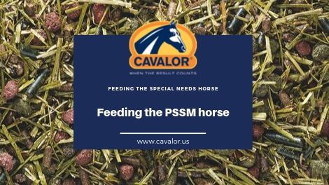 What is PSSM and how do you feed the PSSM horse?