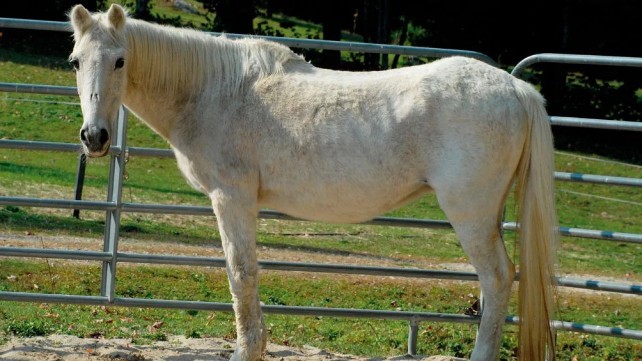 How can I keep my PPID (Cushing's) horse at a healthy weight?