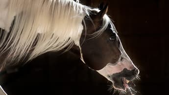 Respiratory Disease In Horses