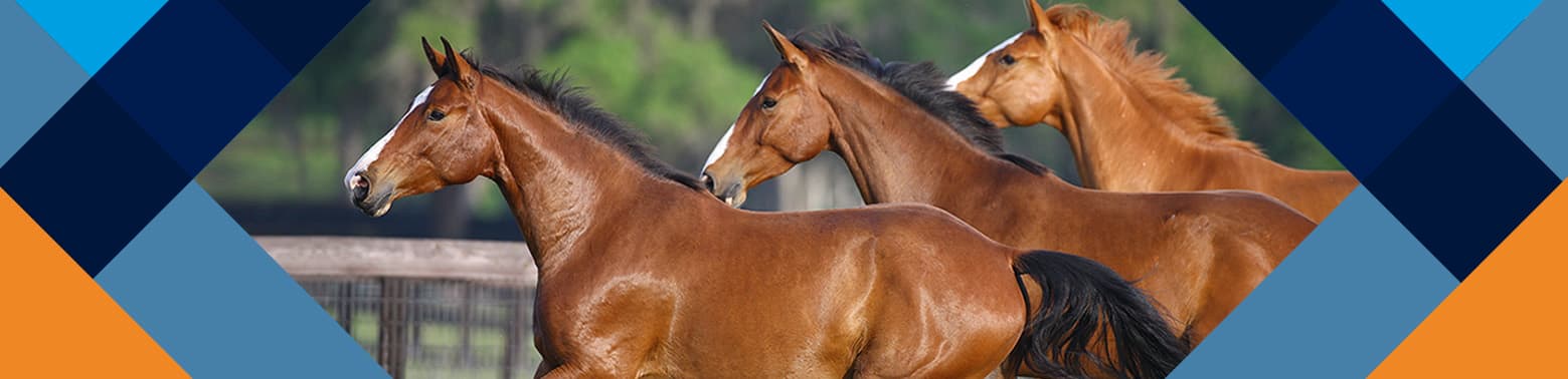 Ulcer Treatment for Horses - Equine Digestive Supplements