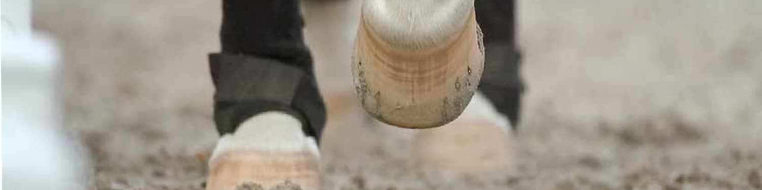 Hooves - Horse Hoof Care & Supplements from Cavalor Direct