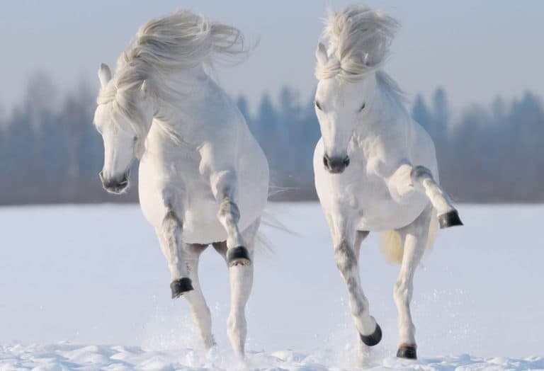 Winter Horse Supplements
