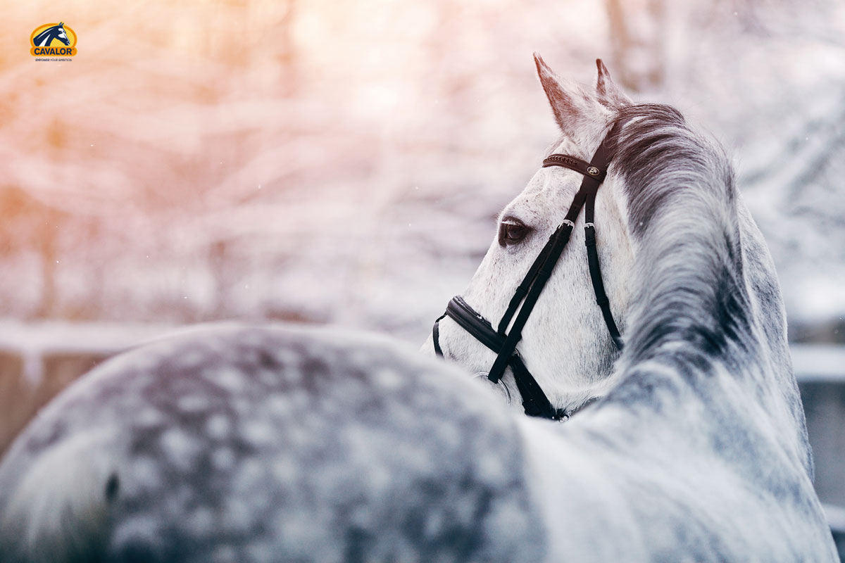 Winter Horse Supplements & Care Products