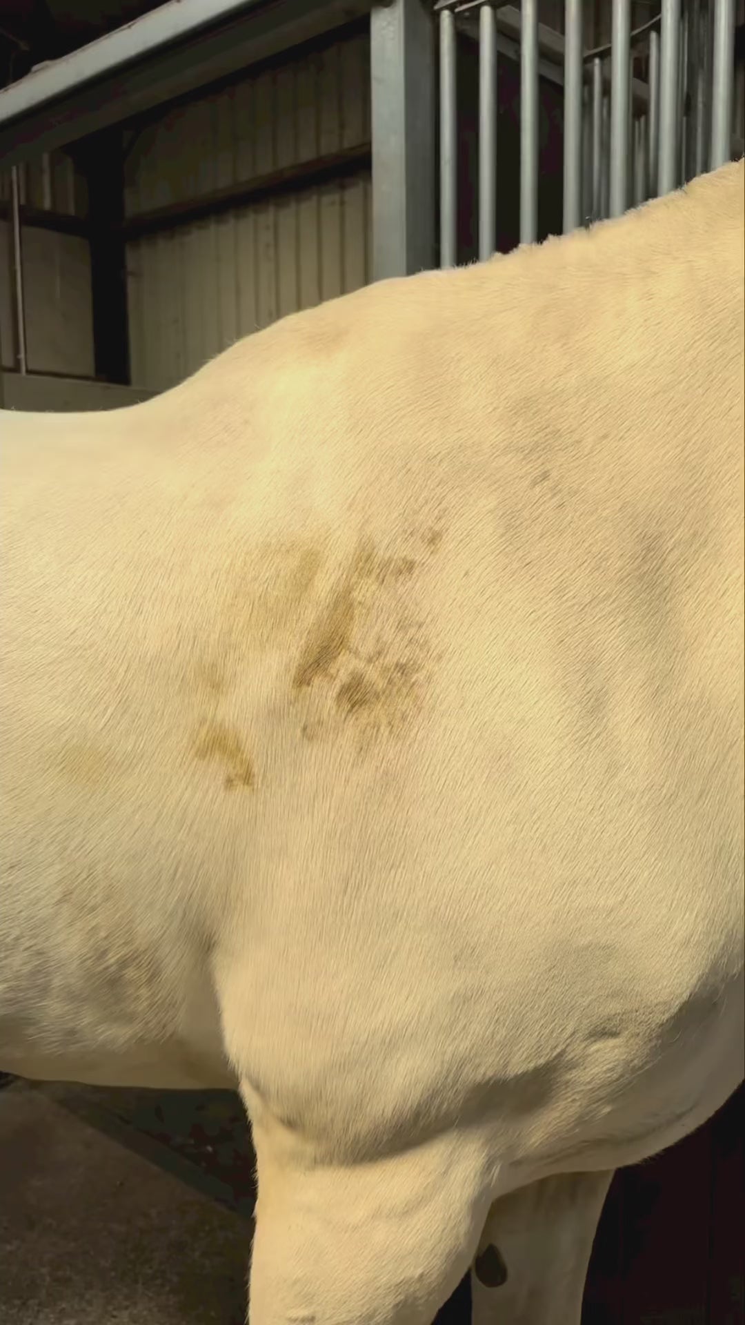 Cavalor Bianco Spray